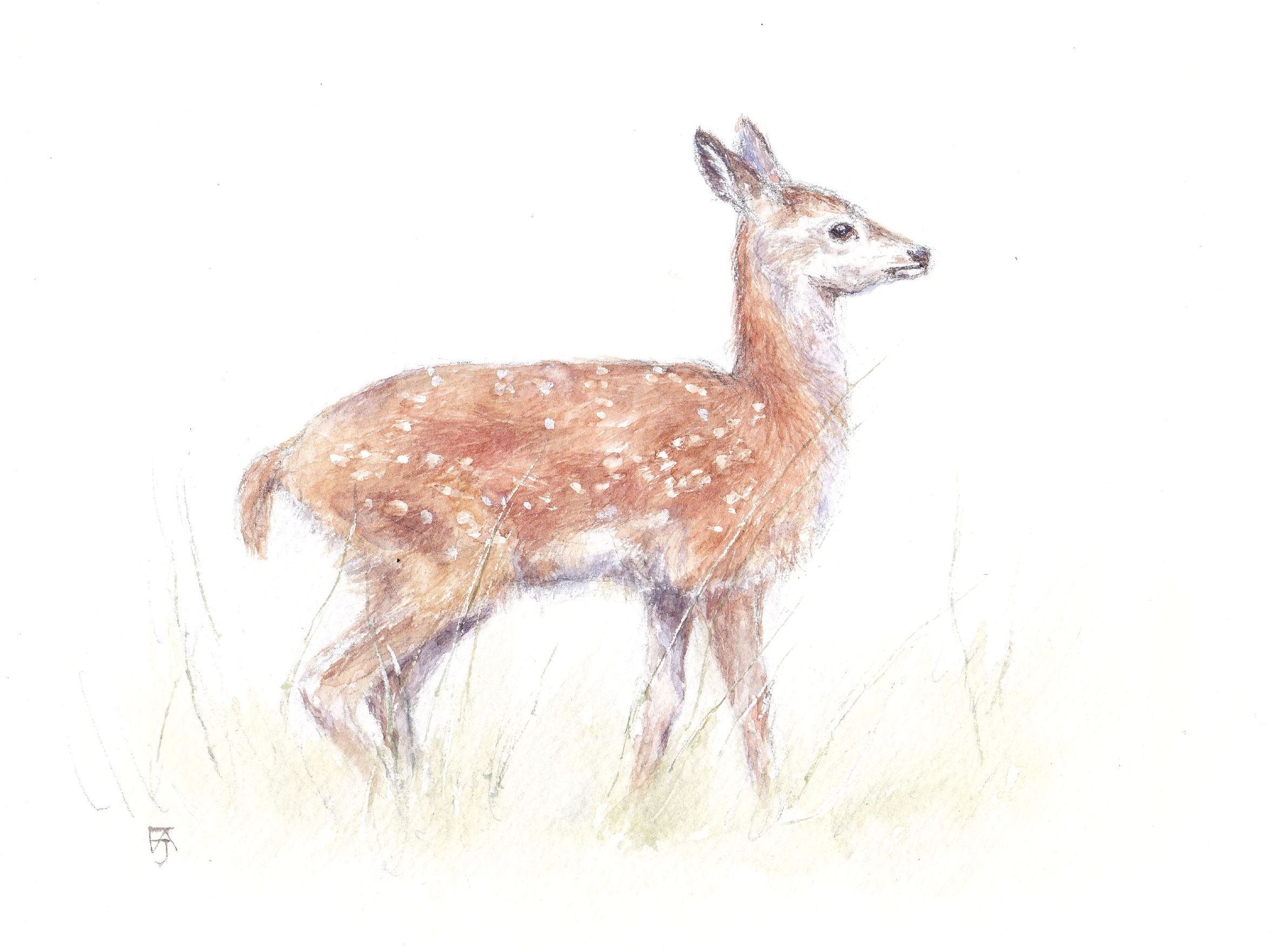 Red deer fawn, watercolour