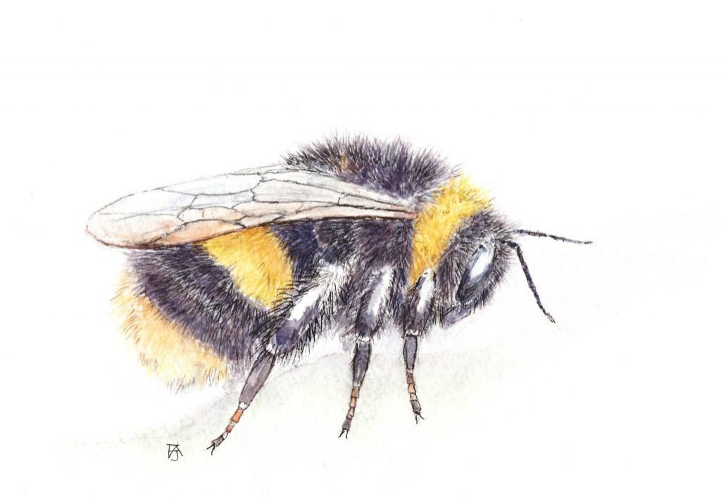 Buff-tailed bumblebee copy