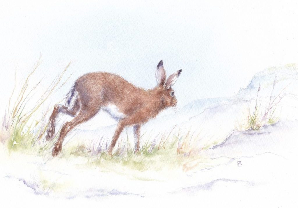 Hare in the peak F A Jackson