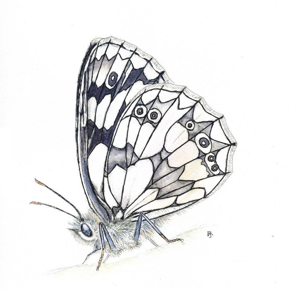 Marbled white_F A Jackson