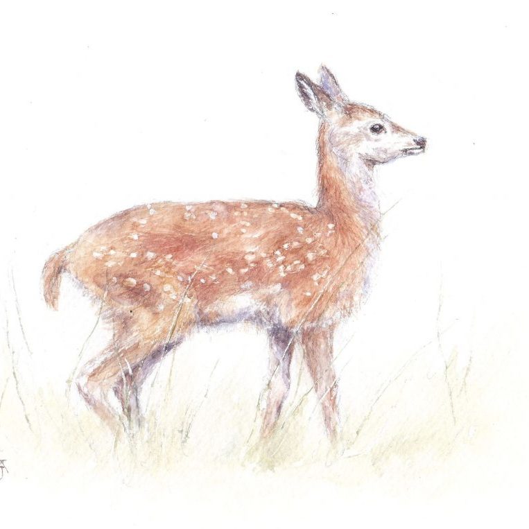 Red deer fawn, watercolour