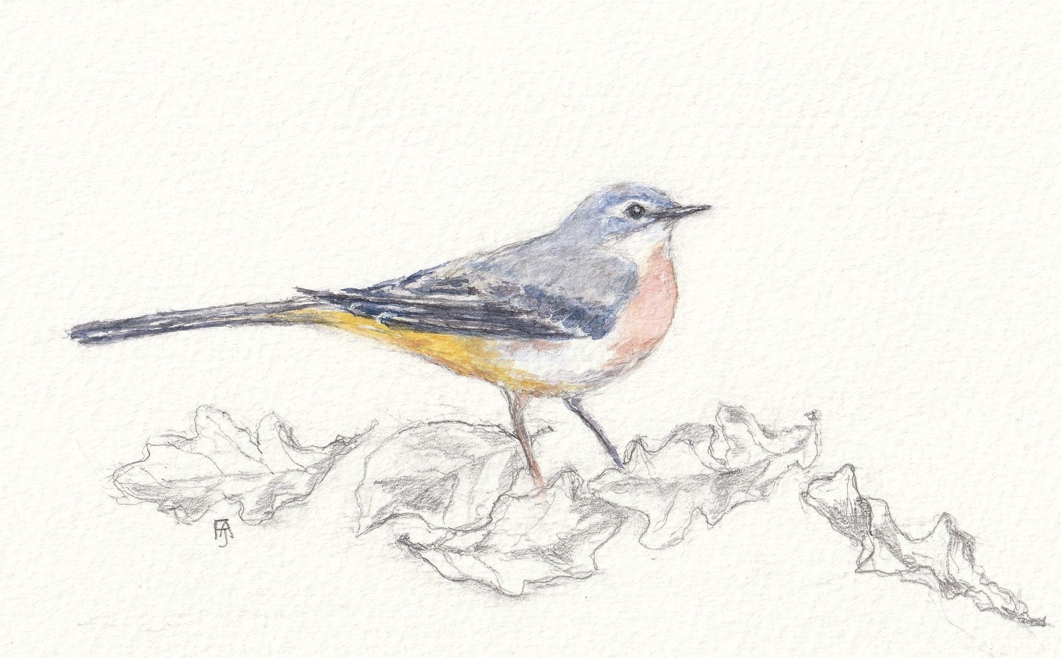 Grey wagtail in the park