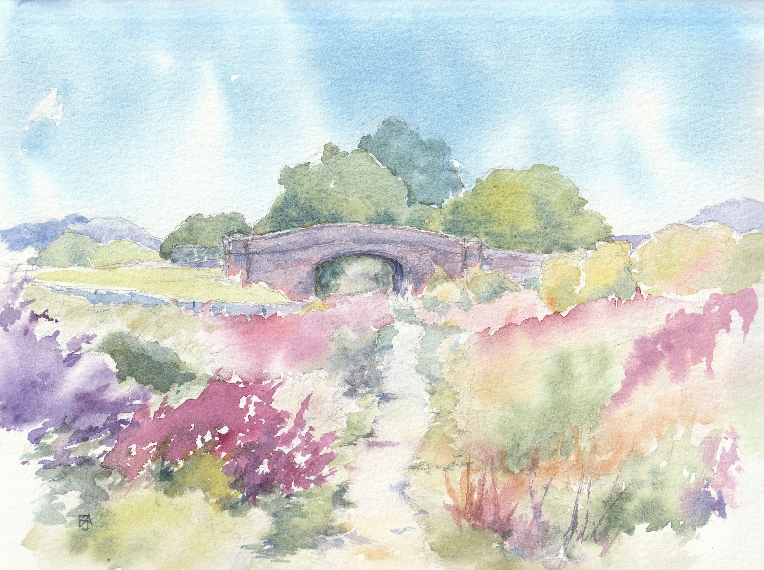 Willowherb on High Peak trail 1